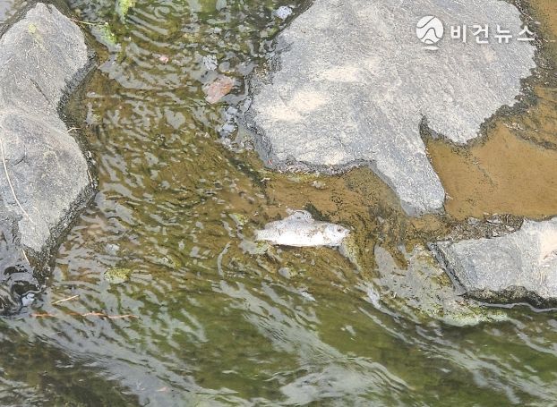여수 웅천못공원 내 폐사한 소형 어류(붕어류)