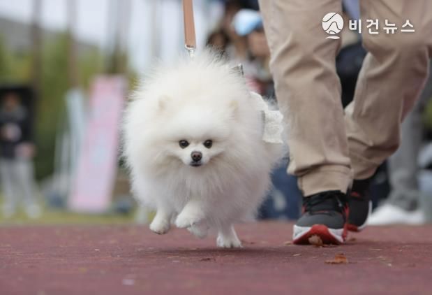 충주시, 펫티켓 캠페인 본격 추진...'칠금동서 첫발'