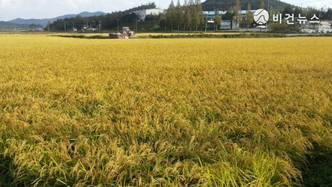 농작물 재해보험- 장성 벼 재배 사진