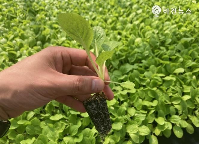 지난해 배추 모종