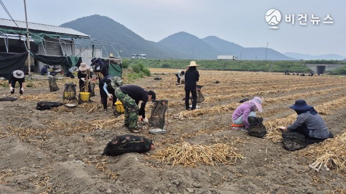 (농업정책과, 군민안전과 인구정책실 농촌일손돕기실시)