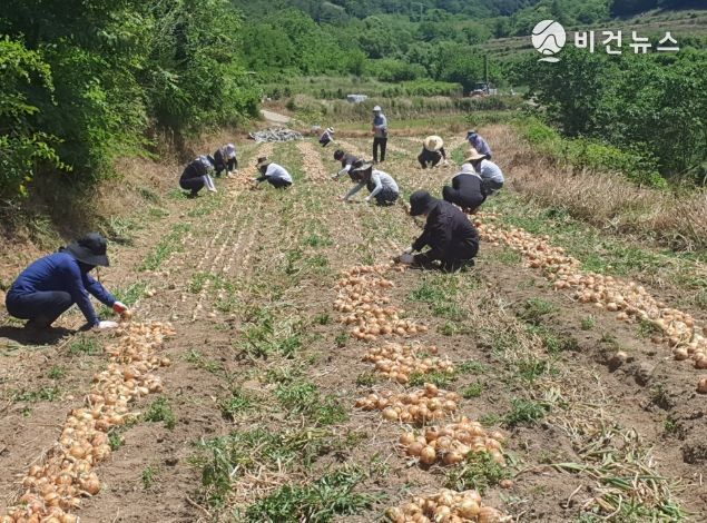 합천군 기획예산담당관 직원, 양파 재배농가 일손돕기 실시