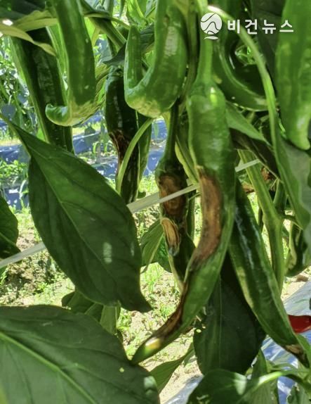 보은군, 장마철 고추 탄저병 확산 우려…농가에 철저한 예찰·방제 당부