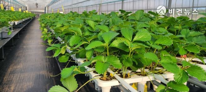 딸기묘 생산 전경