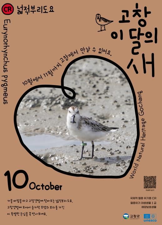 고창군, ‘넓적부리도요’ 10월 고창갯벌 이달의 새로 선정