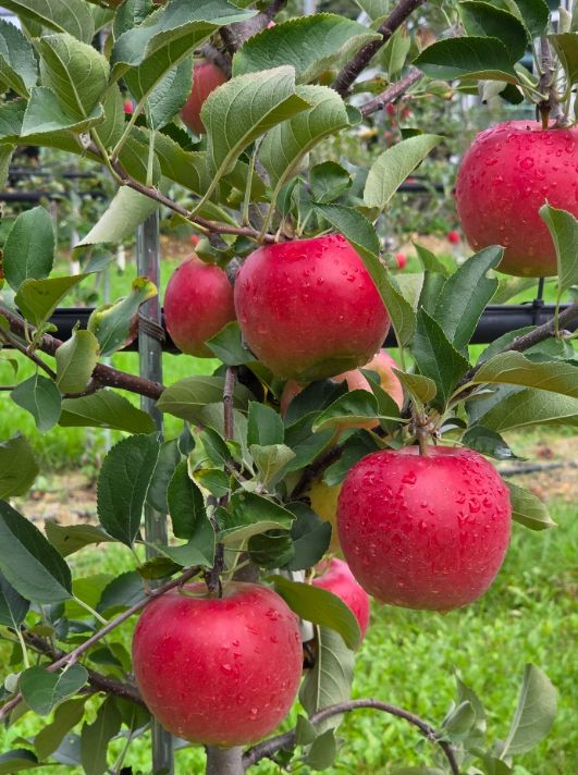 신품종 컬러플(사과) 홍천 첫 출하 실시