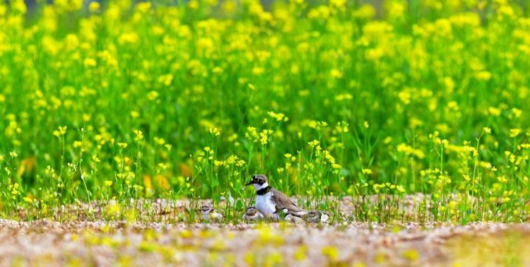 (양양생태사진연구회) 꼬마물떼새_선종용