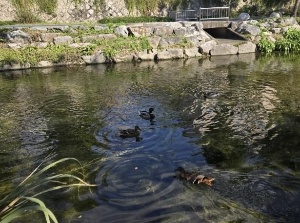 성북구 하천, 10월 수질 분석서 ‘좋음’ 등급 유지