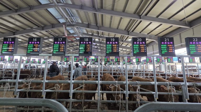 음성축협, 스마트 가축시장 플랫폼 구축 완료