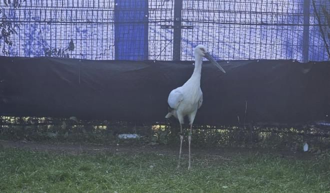 일본에서 도입된 황새 2마리(암컷, 수컷), 황새를 진찰 중인 수의사