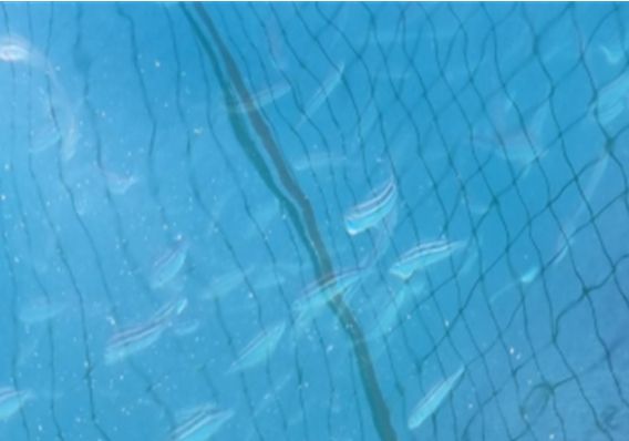 벤자리 시험양식 해상가두리(삼산면 거문도)