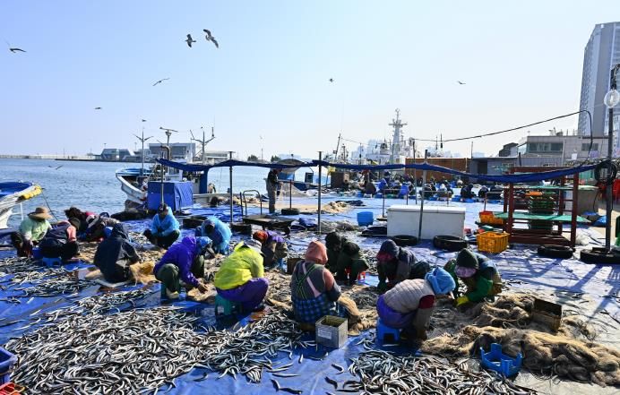 양미리도루묵 축제 관련(양미리 조업 사진)