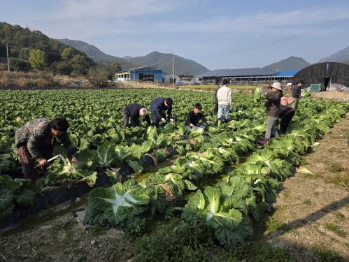 금산군청 건설교통과 직원들 농촌일손돕기 모습