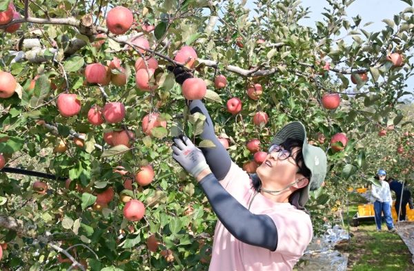 청송군, 가을철 농촌일손돕기 추진