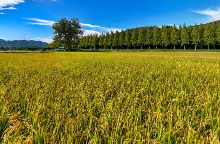순창군, 농산물 우수관리(GAP) 인증 확대…안전 농산물 공급 기반 강화