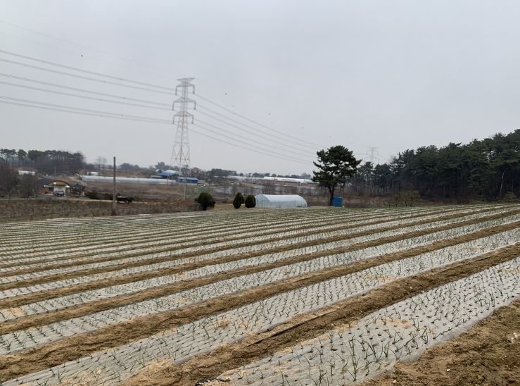 정읍시 농업기술센터, 양파 적기 정식 및 관리 당부
