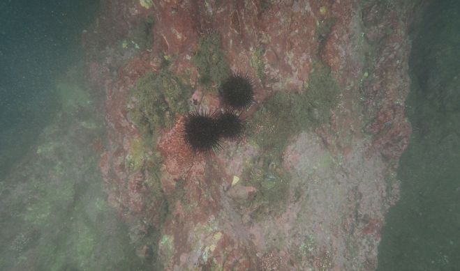 강릉시, 갯녹음 암반 해조서식환경 복원사업