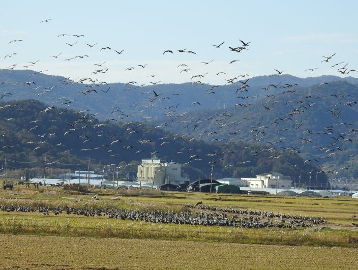 순천만 전봇대 뽑자, 귀한 황새도 찾아와 생태 회복력 입증
