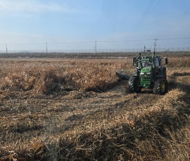한강하구 자생 갈대 수거