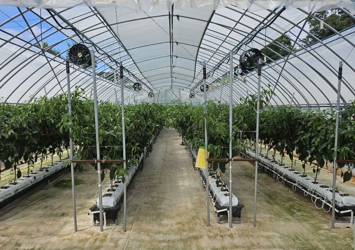 임실군, 고추 생산성 향상 신기술 현장 실증 연구 박차2(비가림 양액재배)