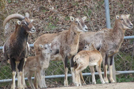 무플론산양(사진= 광주시 제공)